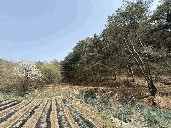 강원특별자치도 춘천시 남면 추곡리 1 외 18필지 임야 경매 사진 15
