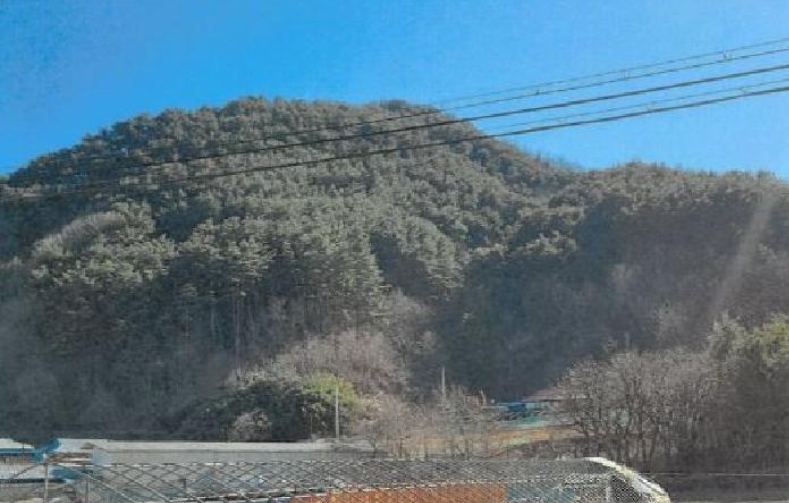 강원특별자치도 삼척시 적노동 산26 임야 경매 사진 13