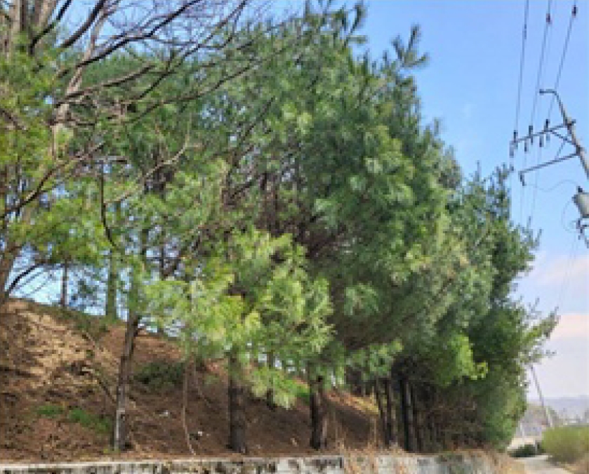 충청북도 청주시 흥덕구 옥산면 사정리 26-1 외 6필지 임야 경매 사진 18