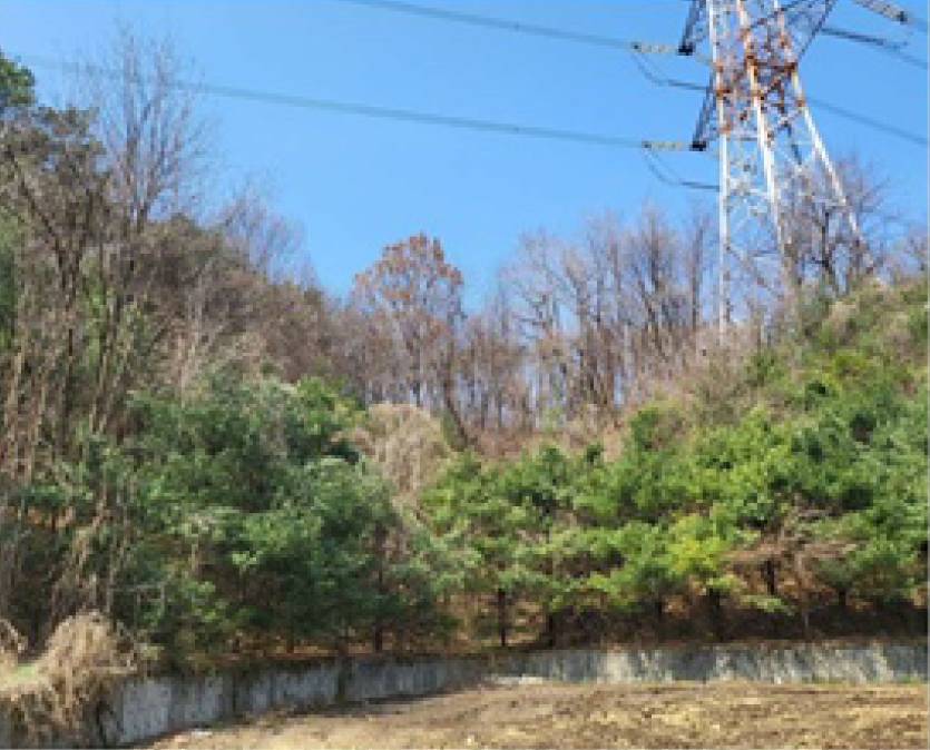충청북도 청주시 흥덕구 옥산면 사정리 26-1 외 6필지 임야 경매 사진 8