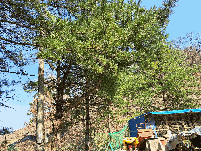 충청북도 충주시 용탄동 876 외 5필지 답 경매 사진 14
