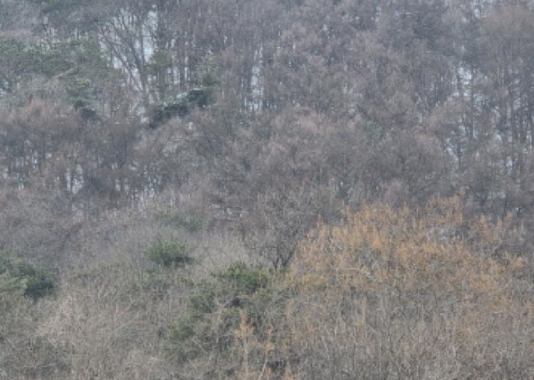 충청북도 제천시 청풍면 연곡리 154-7 외 18필지 임야 경매 사진 11