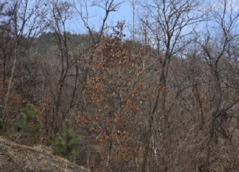 충청북도 제천시 청풍면 연곡리 154-7 외 18필지 임야 경매 사진 24