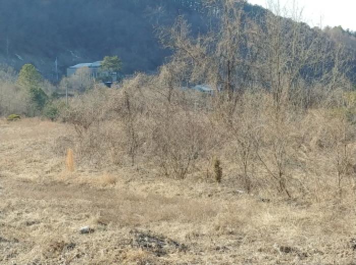 충청남도 금산군 제원면 천내리 196-38 외 12필지 임야 경매 사진 11