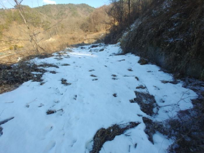 충청남도 금산군 제원면 천내리 196-38 외 12필지 임야 경매 사진 69