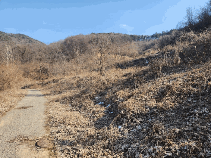 충청남도 금산군 제원면 천내리 196-38 외 12필지 임야 경매 사진 83