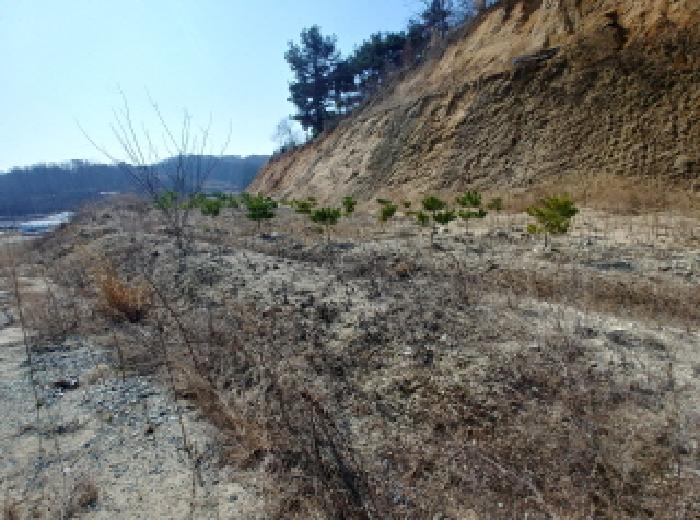 충청남도 금산군 금성면 도곡리 307-4 외 17필지 임야 경매 사진 101