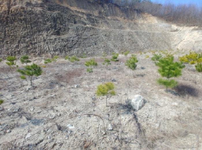 충청남도 금산군 금성면 도곡리 307-4 외 17필지 임야 경매 사진 104