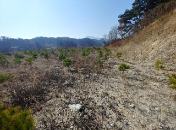 충청남도 금산군 금성면 도곡리 307-4 외 17필지 임야 경매 사진 176