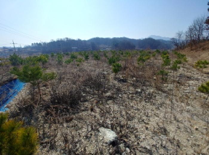 충청남도 금산군 금성면 도곡리 307-4 외 17필지 임야 경매 사진 177