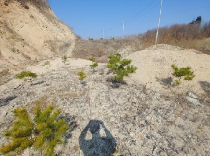 충청남도 금산군 금성면 도곡리 307-4 외 17필지 임야 경매 사진 179