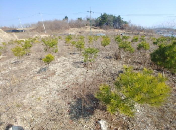 충청남도 금산군 금성면 도곡리 307-4 외 17필지 임야 경매 사진 181