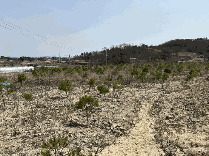 충청남도 금산군 금성면 도곡리 307-4 외 17필지 임야 경매 사진 207