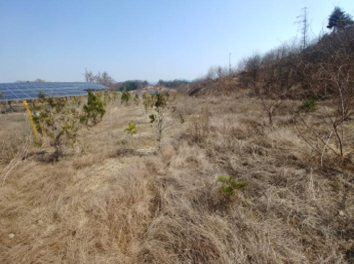 충청남도 금산군 금성면 도곡리 307-4 외 17필지 임야 경매 사진 29