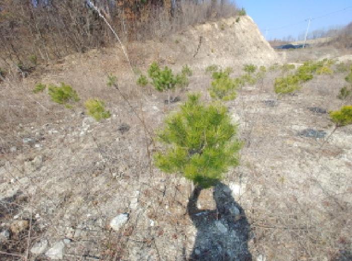 충청남도 금산군 금성면 도곡리 307-4 외 17필지 임야 경매 사진 84