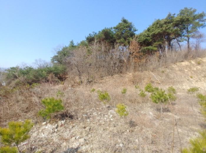 충청남도 금산군 금성면 도곡리 307-4 외 17필지 임야 경매 사진 85