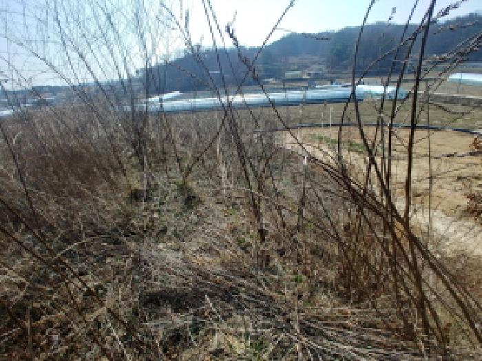 충청남도 금산군 금성면 도곡리 307-4 외 17필지 임야 경매 사진 86