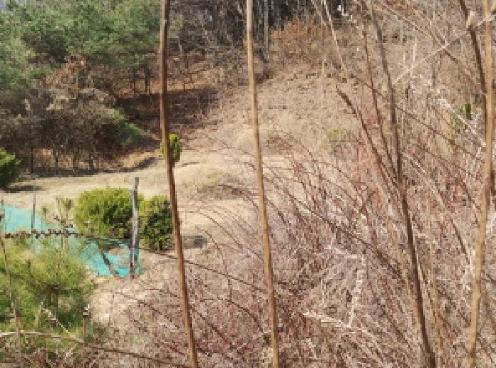 충청남도 금산군 금성면 도곡리 307-4 외 17필지 임야 경매 사진 88