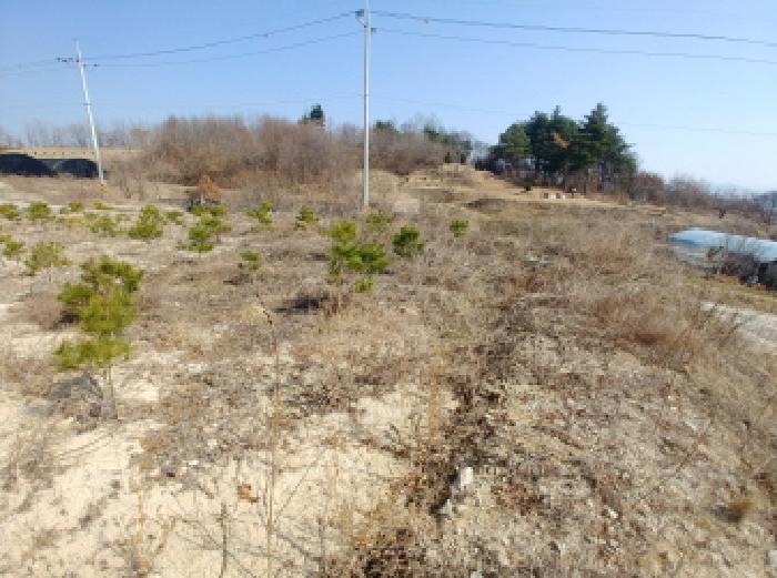 충청남도 금산군 금성면 도곡리 307-4 외 17필지 임야 경매 사진 93