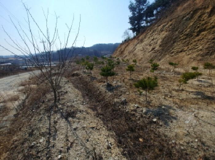 충청남도 금산군 금성면 도곡리 307-4 외 17필지 임야 경매 사진 98