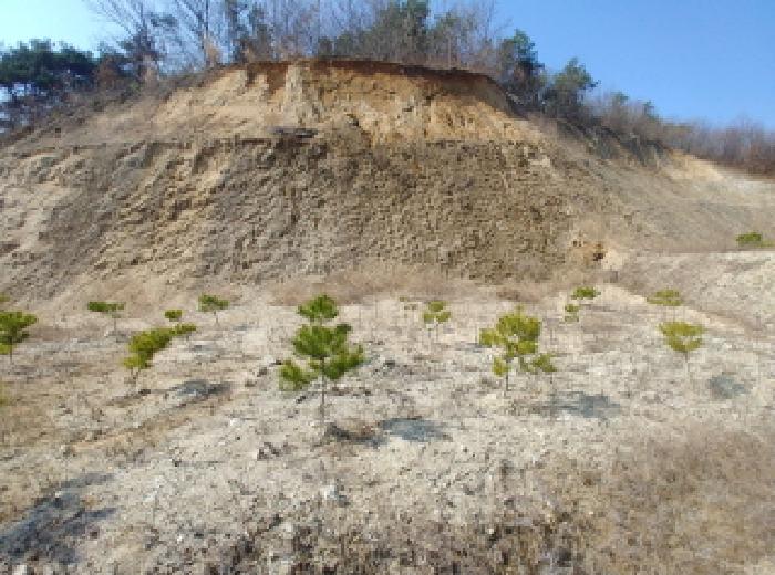 충청남도 금산군 금성면 도곡리 307-4 외 17필지 임야 경매 사진 99