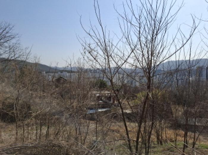 대전광역시 동구 판암동 230-10 외 19필지 상가주택 경매 사진 101