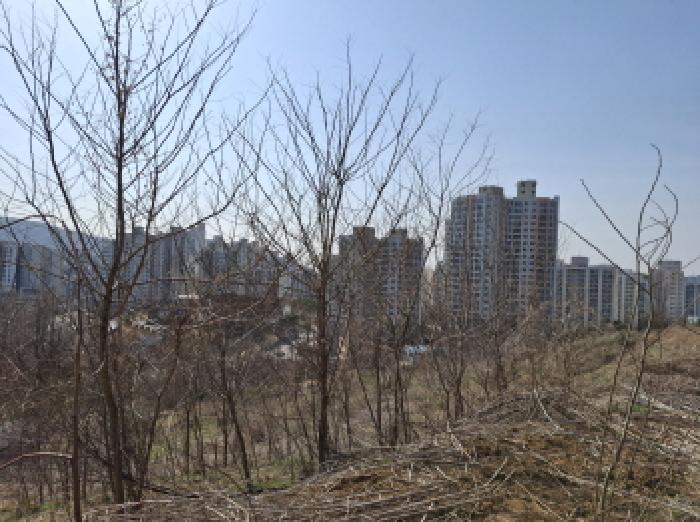 대전광역시 동구 판암동 230-10 외 19필지 상가주택 경매 사진 104