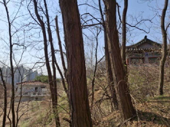 대전광역시 동구 판암동 230-10 외 19필지 상가주택 경매 사진 14