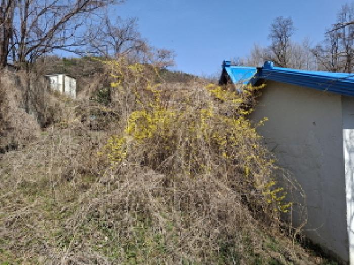 대전광역시 동구 판암동 230-10 외 19필지 상가주택 경매 사진 5