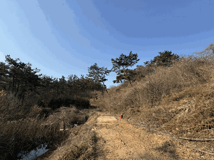 충청남도 보령시 오천면 삽시도리 산16-2 임야 경매 사진 3