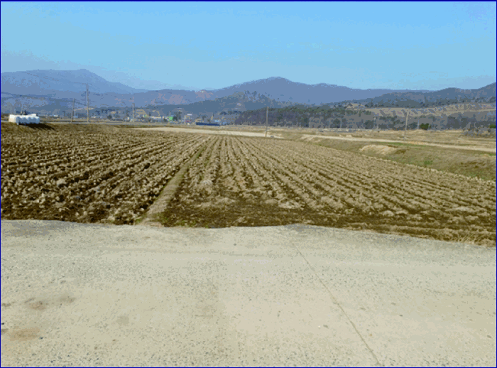 충청남도 부여군 외산면 복덕리 249-1 답 경매 사진 2