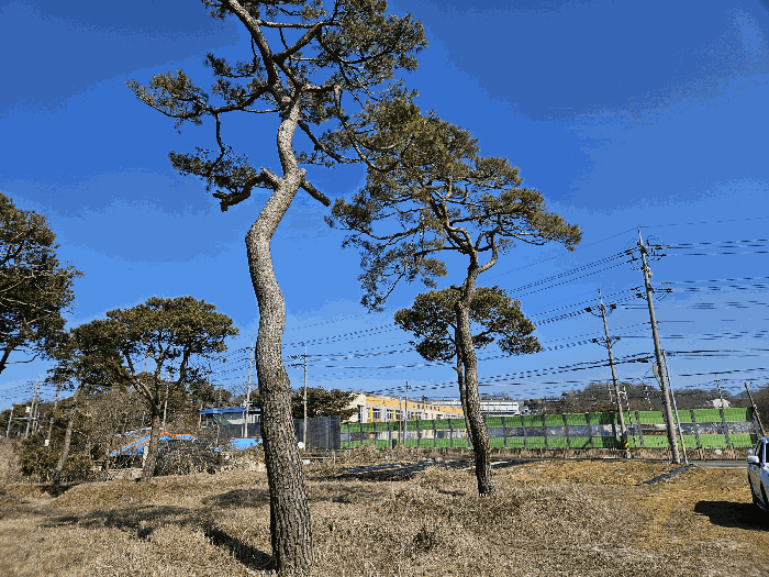 충청남도 아산시 인주면 금성리 80-17 답 경매 사진 12