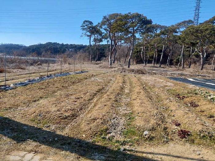 충청남도 아산시 인주면 금성리 80-17 답 경매 사진 5