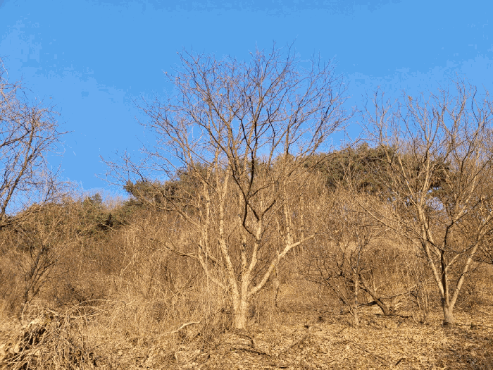 충청남도 공주시 계룡면 상성리 170-1 외 10필지 단독주택 경매 사진 36