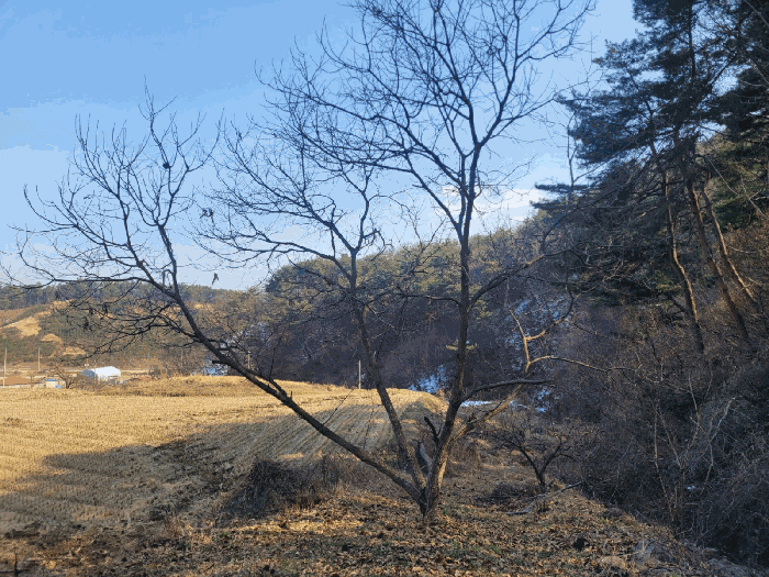 충청남도 공주시 우성면 방문리 635 외 2필지 전 경매 사진 7