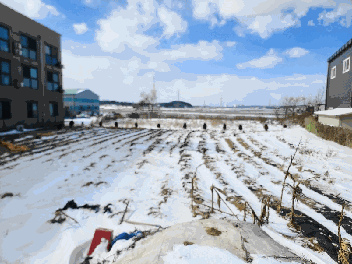 충청남도 당진시 송악읍 고대리 61-35 외 1필지 답 경매 사진 8