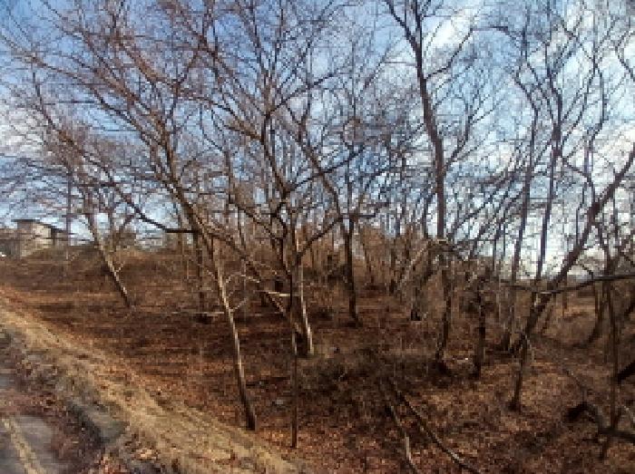 충청남도 서산시 성연면 오사리 18-1 외 2필지 임야 경매 사진 6