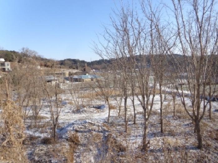 충청남도 서산시 인지면 남정리 517-1 외 2필지 전 경매 사진 11