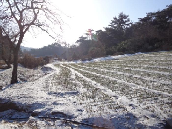 충청남도 서산시 인지면 남정리 517-1 외 2필지 전 경매 사진 13