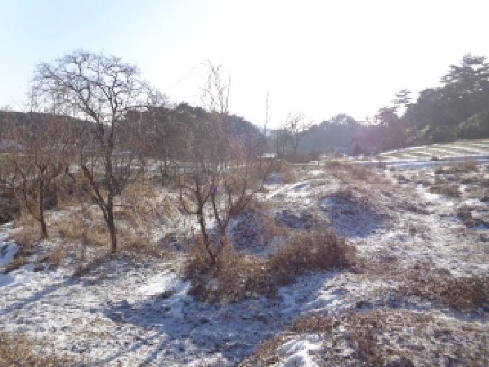 충청남도 서산시 인지면 남정리 517-1 외 2필지 전 경매 사진 7