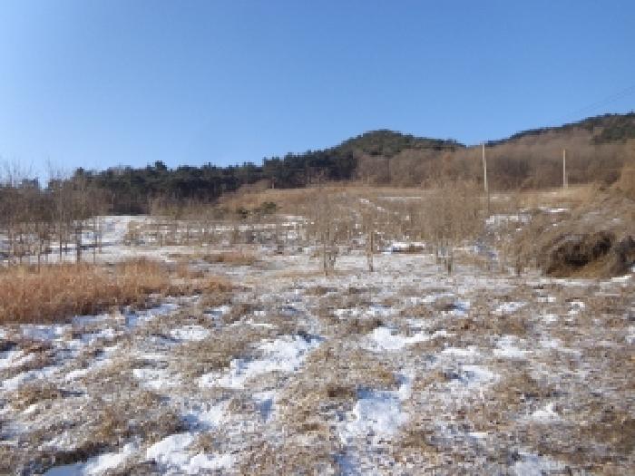 충청남도 서산시 인지면 남정리 517-1 외 2필지 전 경매 사진 10