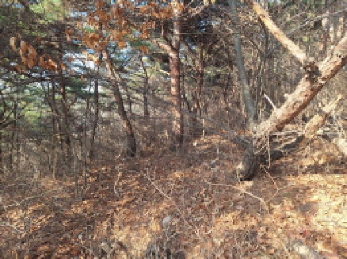 충청남도 당진시 석문면 교로리 844-70 외 13필지 임야 경매 사진 14