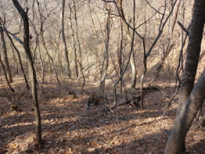 충청남도 당진시 고대면 옥현리 산52 외 2필지 임야 경매 사진 1