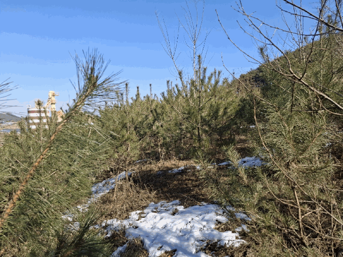 충청남도 당진시 고대면 진관리 1241-3 외 8필지 임야 경매 사진 24