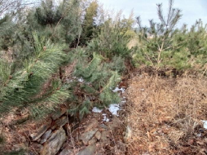 충청남도 당진시 고대면 진관리 1241-3 외 8필지 임야 경매 사진 9