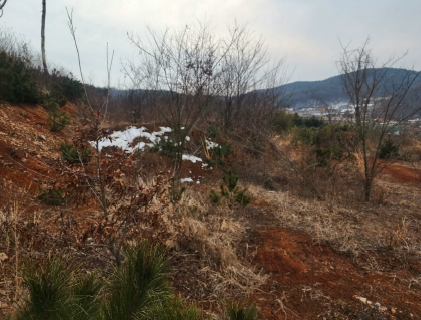 충청남도 당진시 송악읍 월곡리 161-3 임야 경매 사진 20