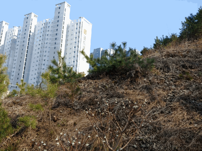 충청남도 서산시 성연면 일람리 185-9 근린생활시설 경매 사진 12