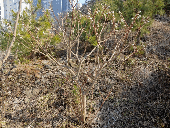 충청남도 서산시 성연면 일람리 185-9 근린생활시설 경매 사진 21