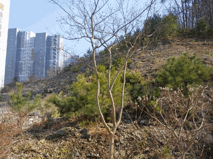 충청남도 서산시 성연면 일람리 185-9 근린생활시설 경매 사진 23
