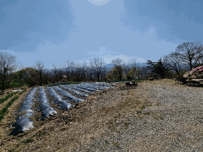 경상북도 영천시 신녕면 완전리 775-3 전 경매 사진 11